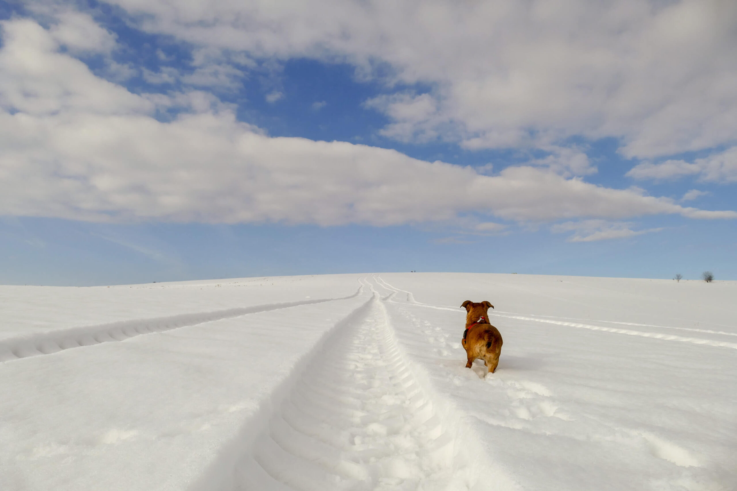 Pies na szlaku zimowa porą