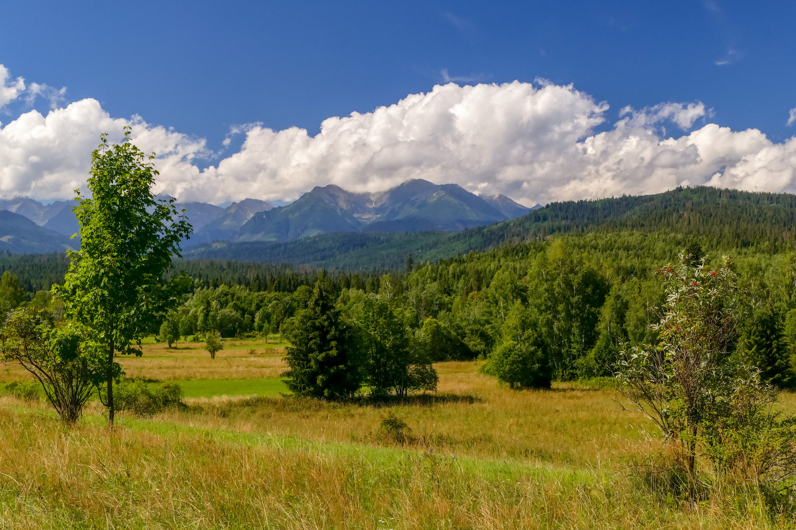 poczatek trasy na Górków Wierch, piękna polana i panorama Tatr