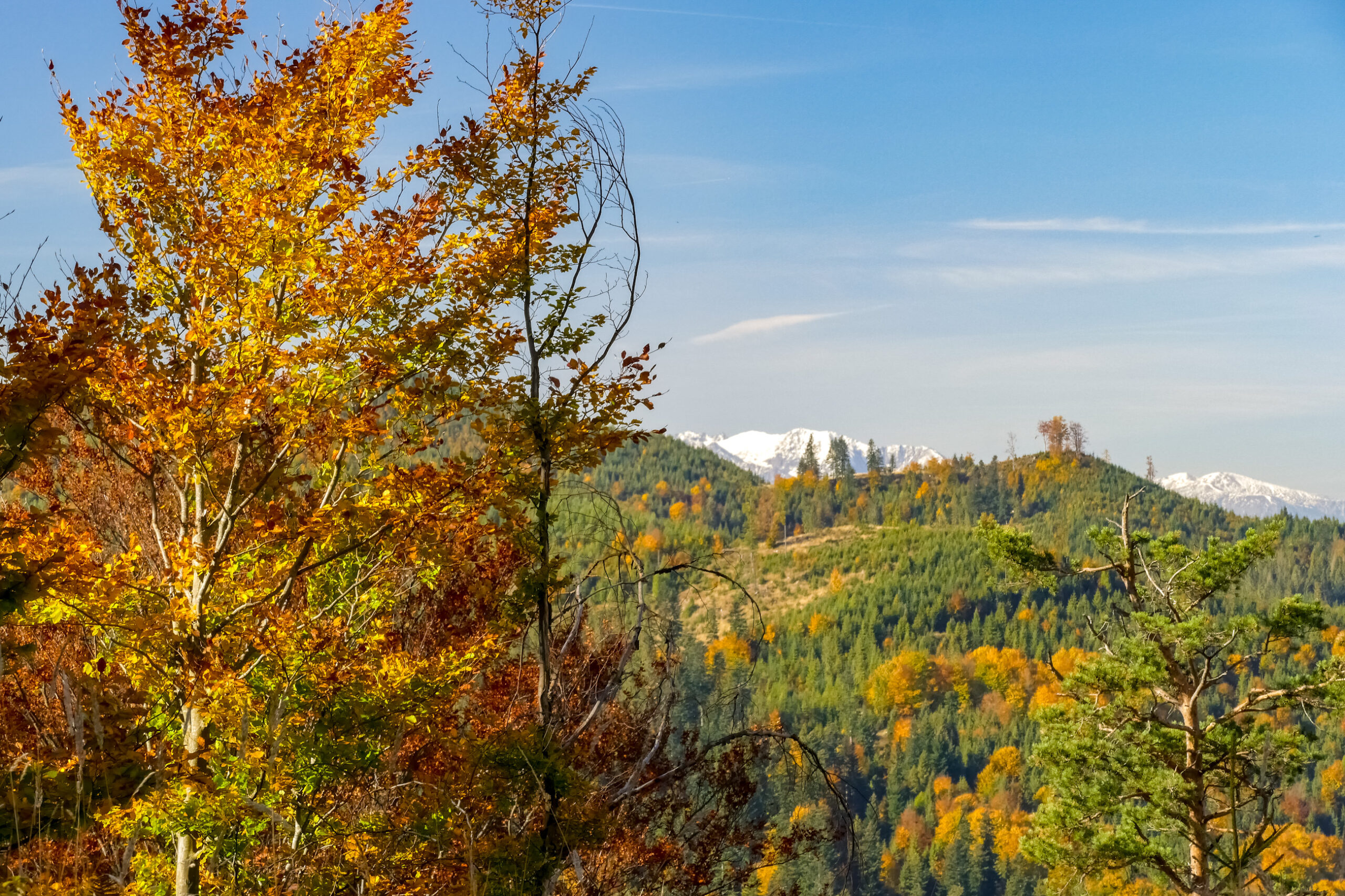 Piękny jesienny las i zaśnieżone szczyt Tatr wyłaniające się zza wzgórza