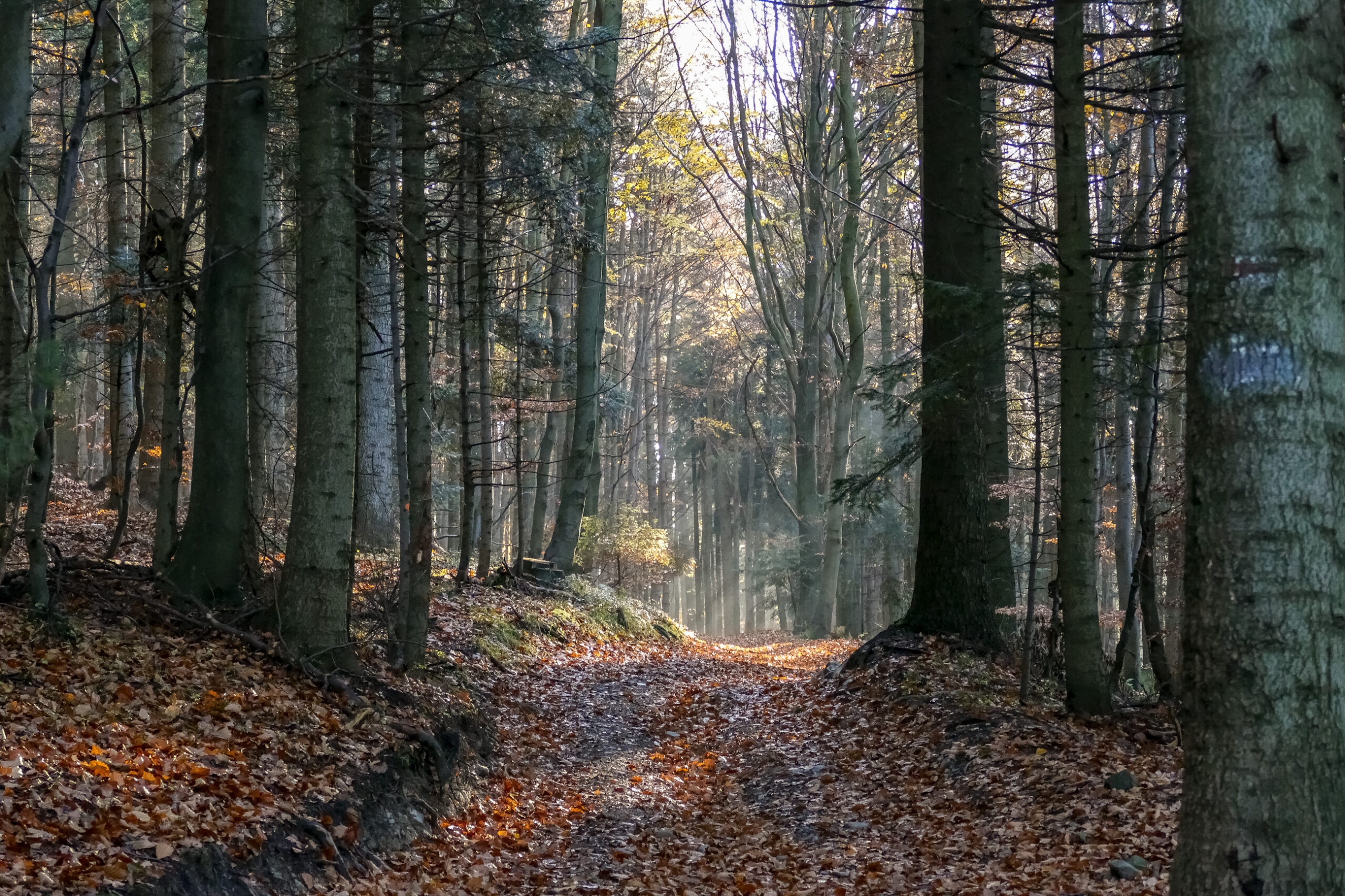 Szlak jesienny w Beskidzie Małym