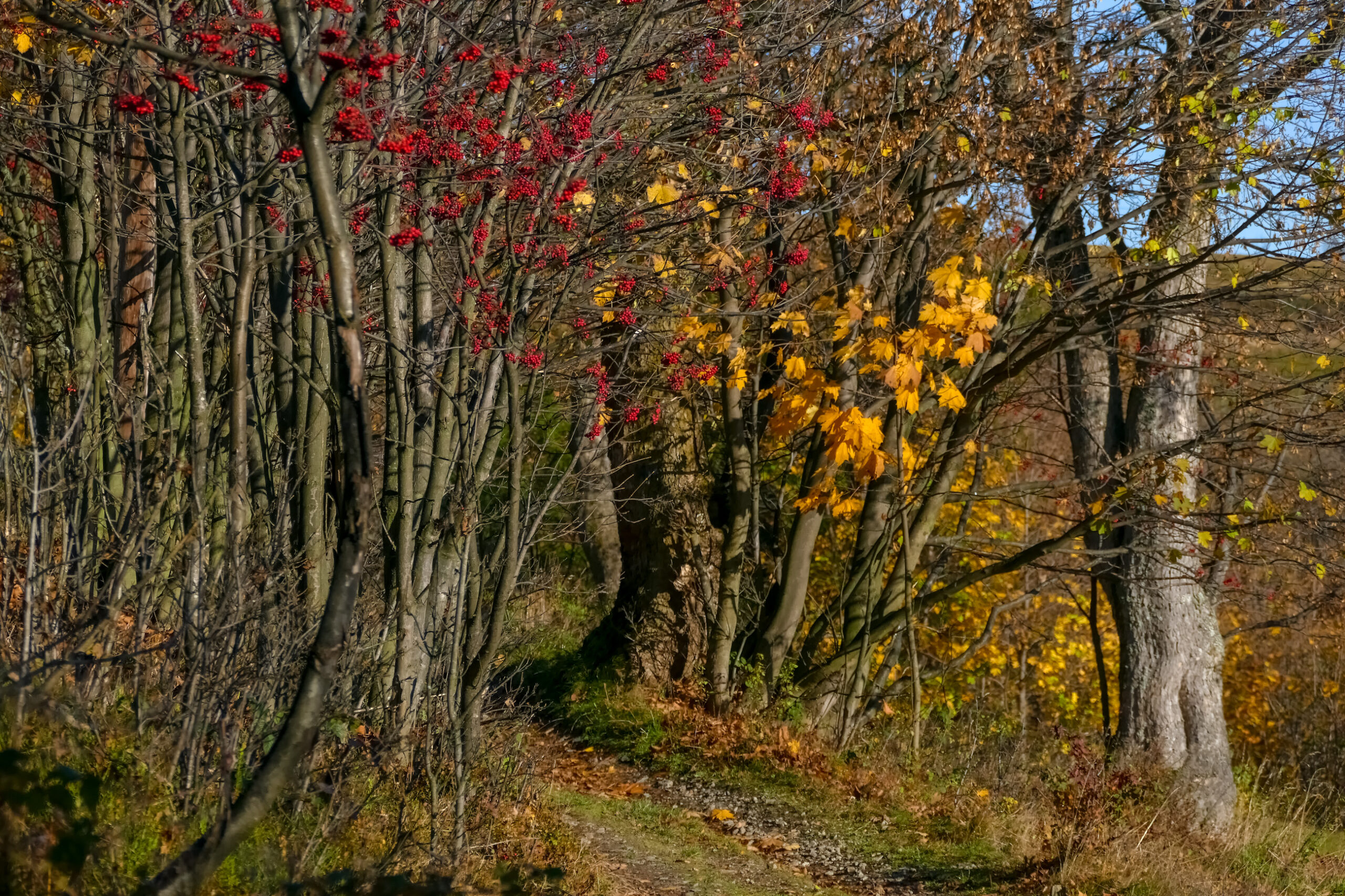 Droga wiejska, jarzębina i żółte liście