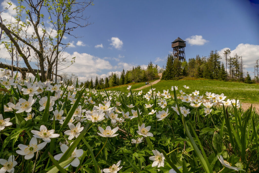 Wieża na Lubaniu wiosną
