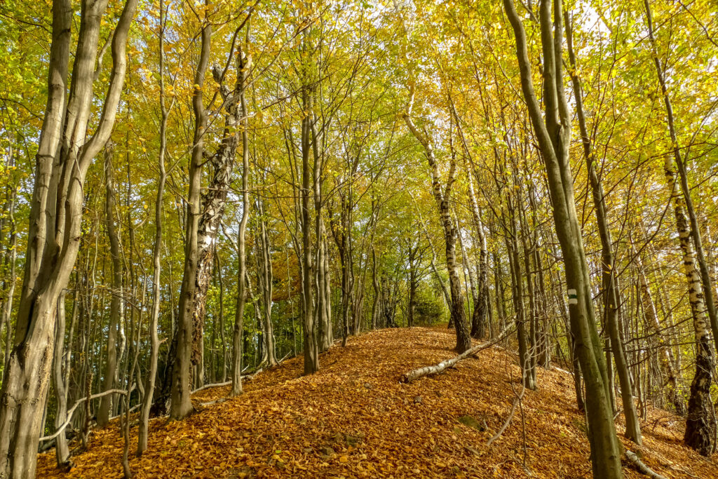Jesienny las z Tylmanowej na Basztę