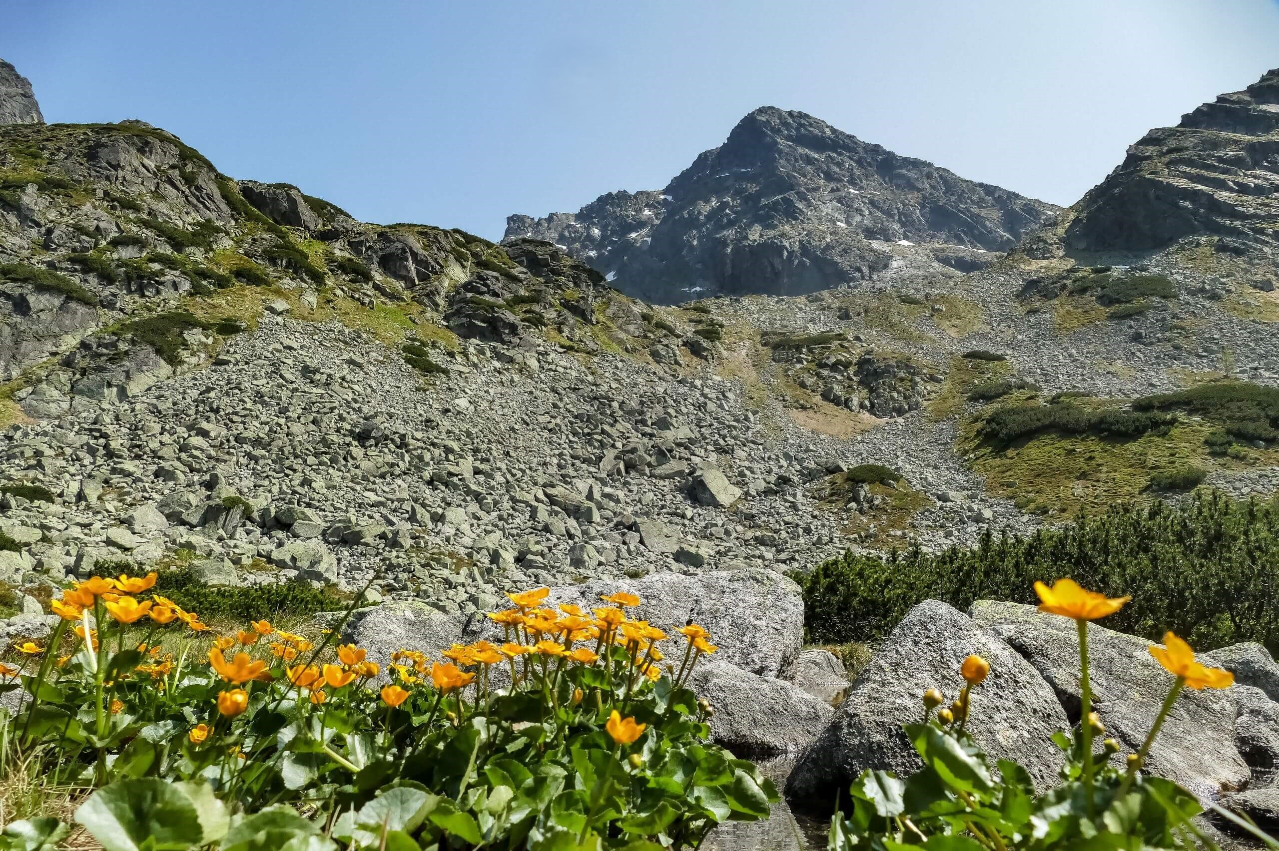 Hala Gąsienicowa i kaczeńce
