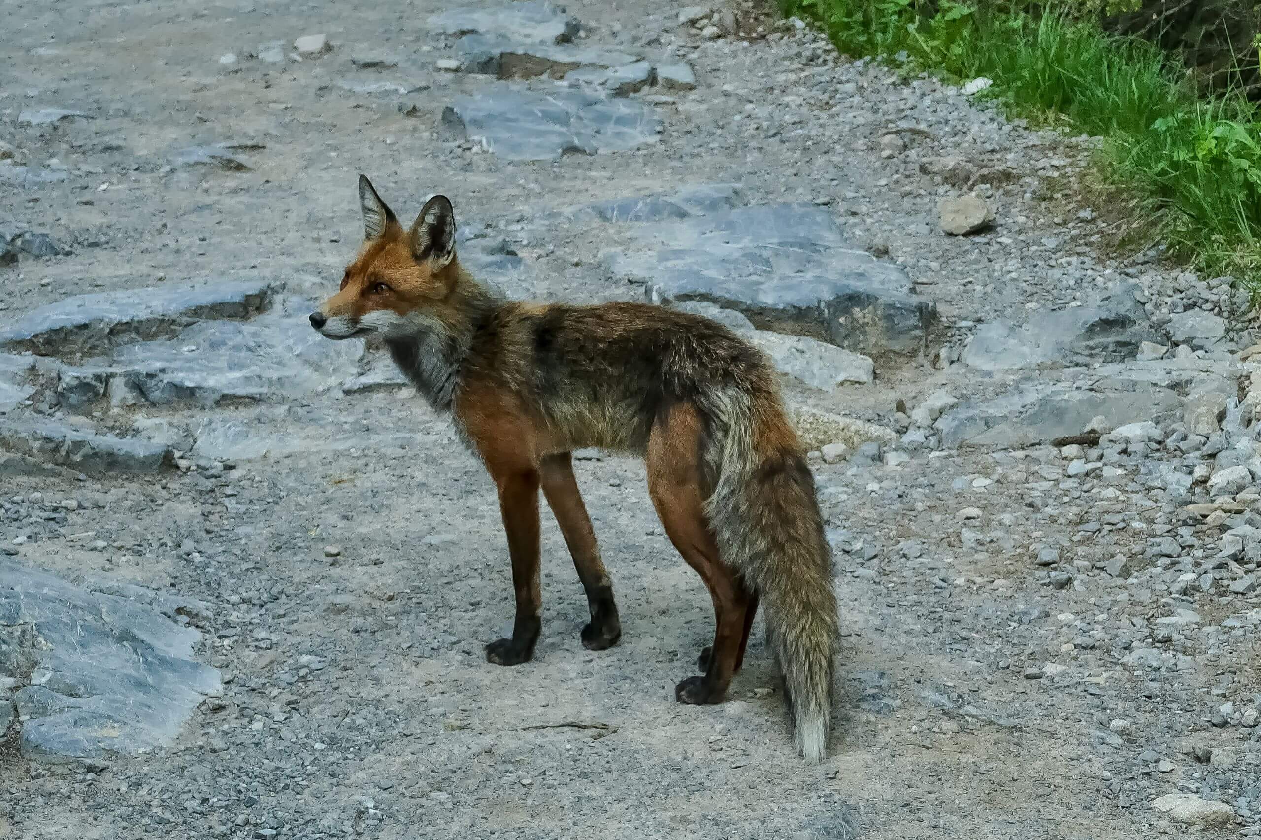 Lisek na Hali Gąsienicowej