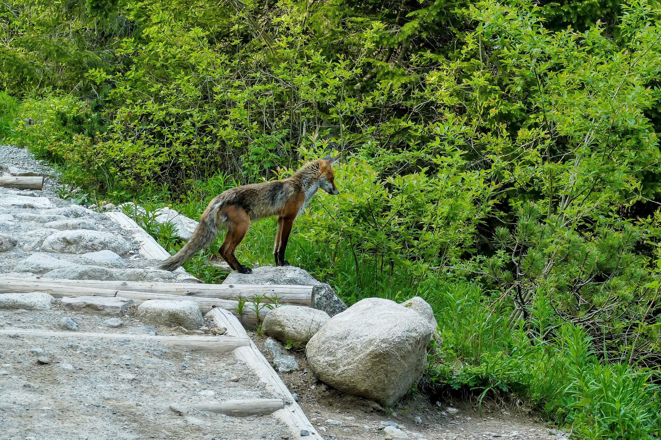Lisek na Hali Gąsienicowej