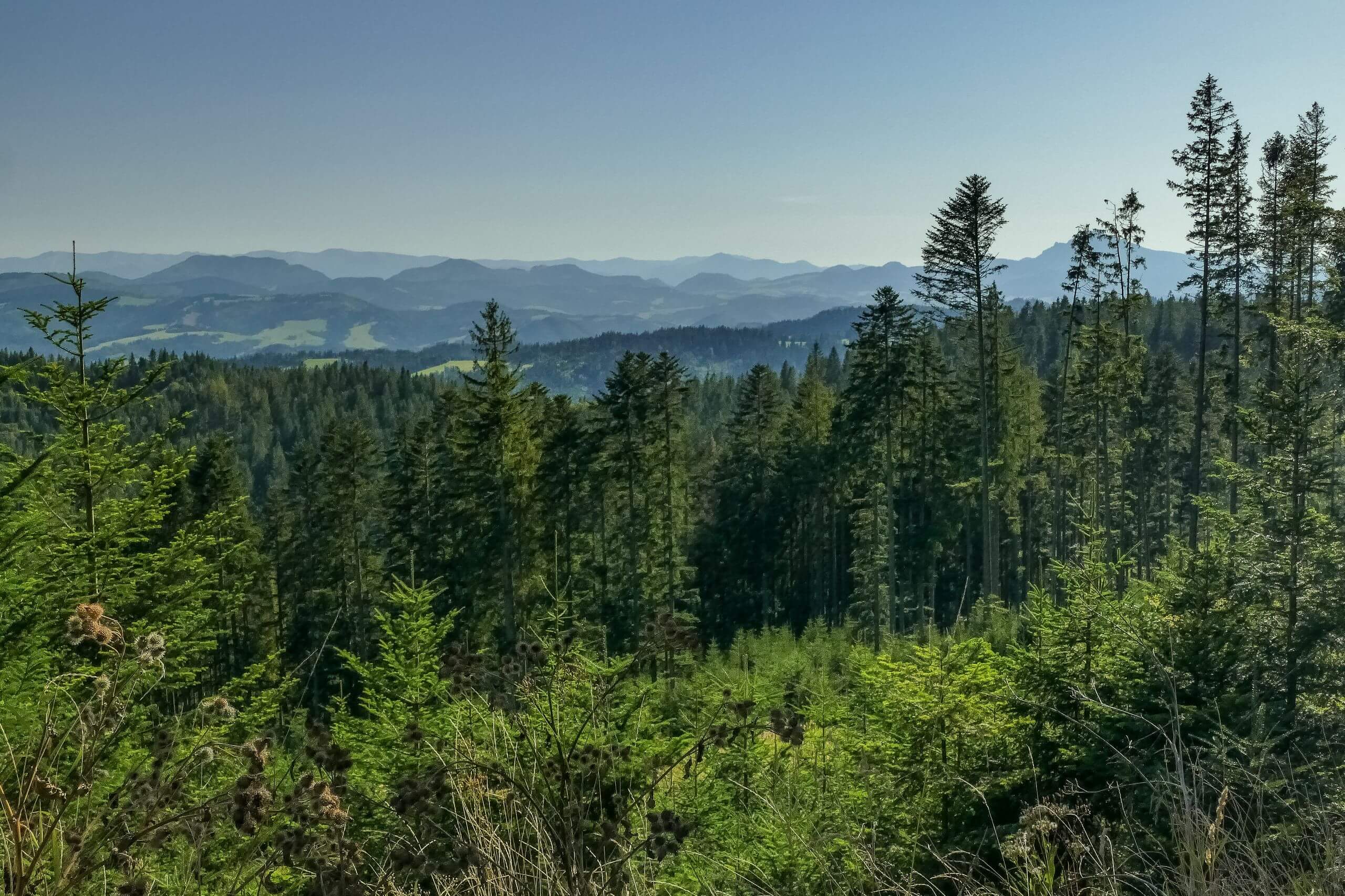 Widoki z zejścia drogą z Magurki