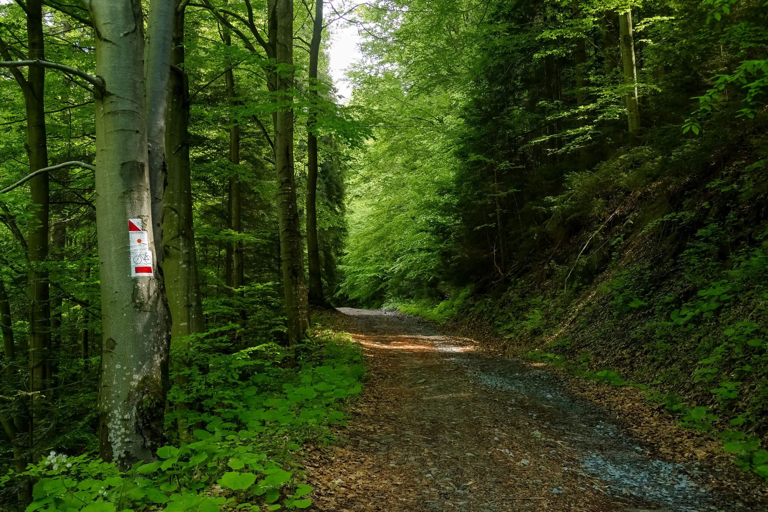 Szlakiem z Olszówki na Tobołczyk