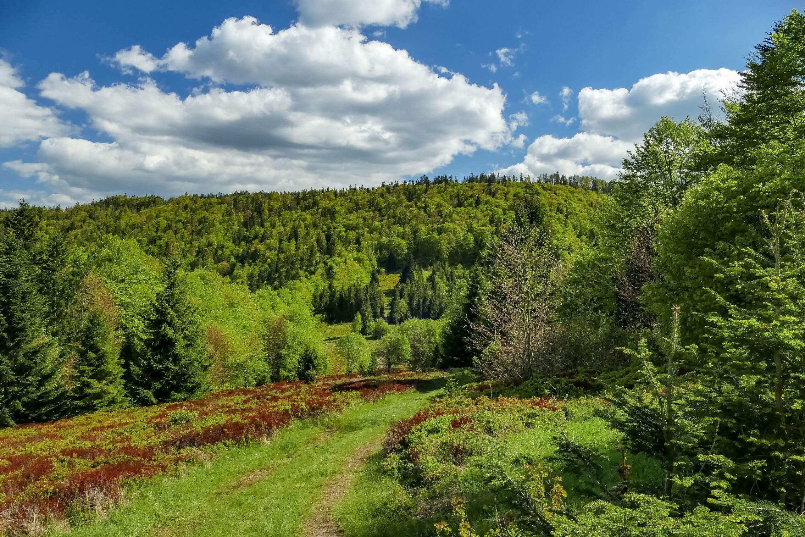Przede mną Obidowiec