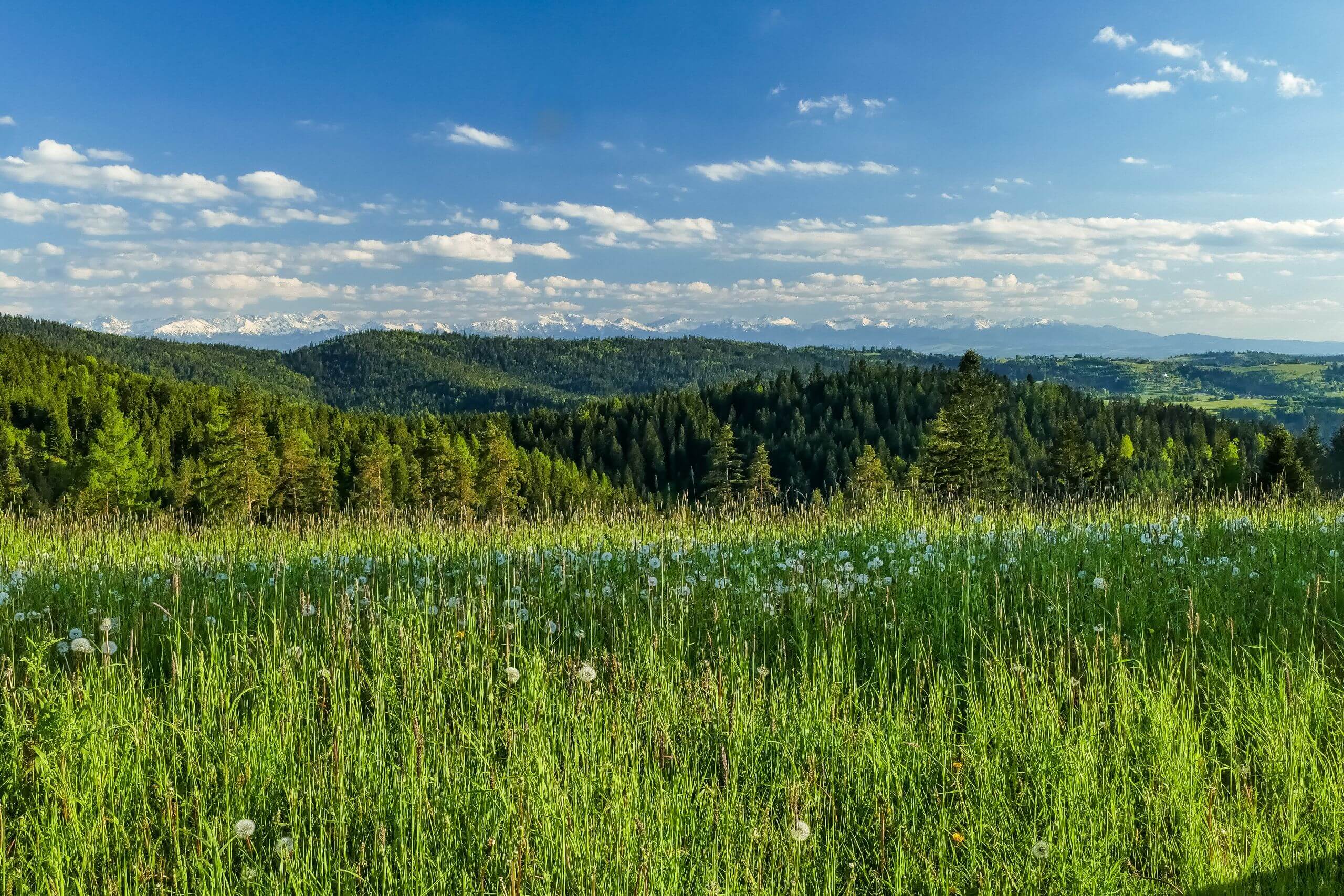 Widok na Tatry z Bacówka na Maciejowej