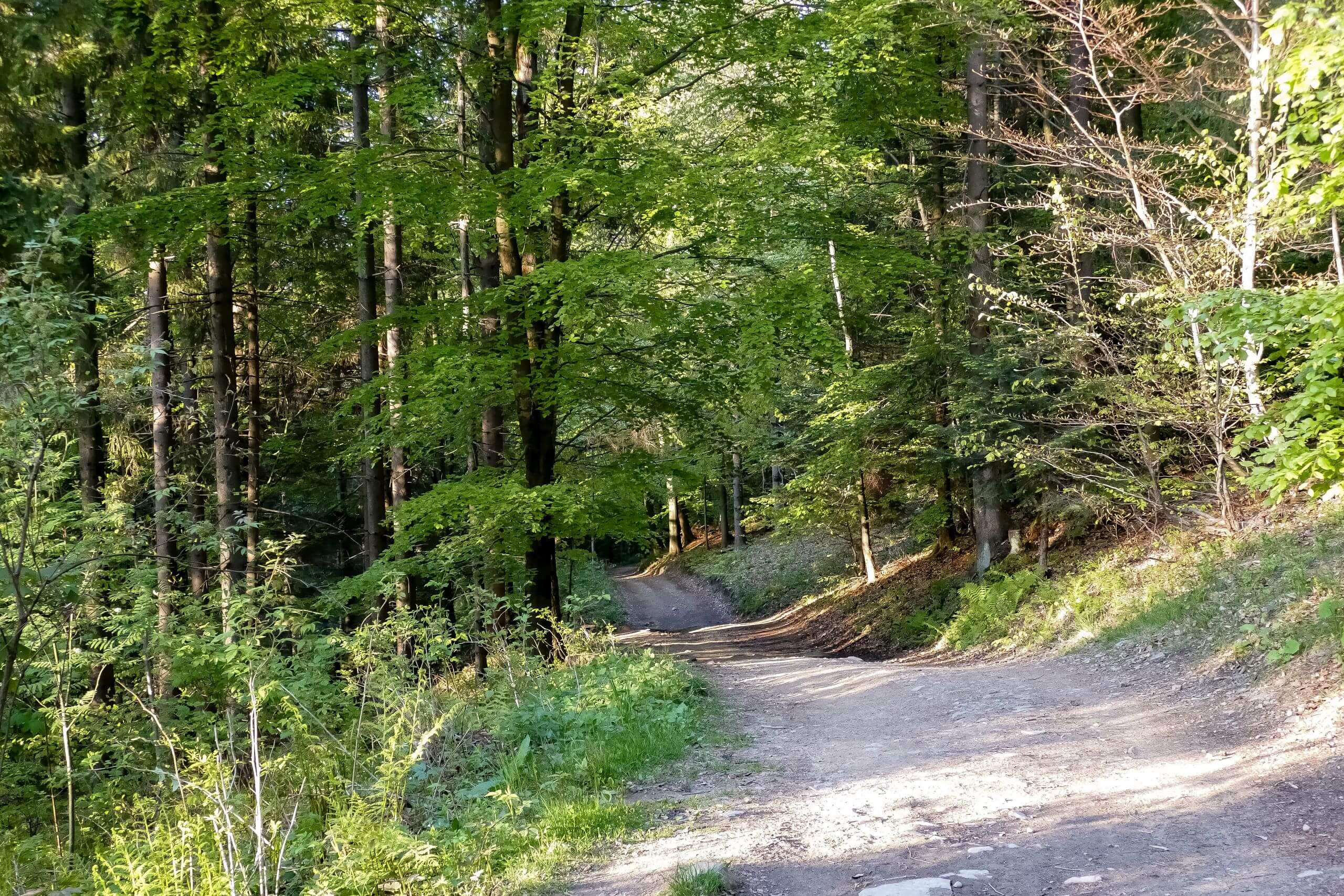 Szlakiem z Maciejowej do Olszówki