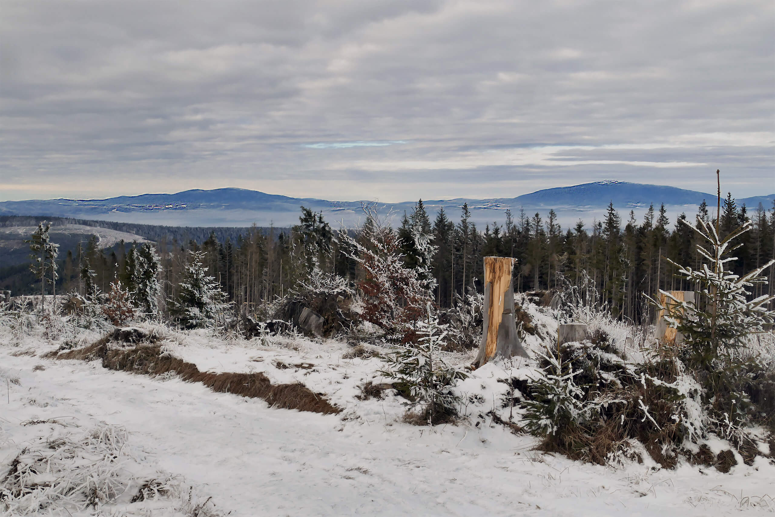 Babia Góra i Pilsko z Magury Witowskiej