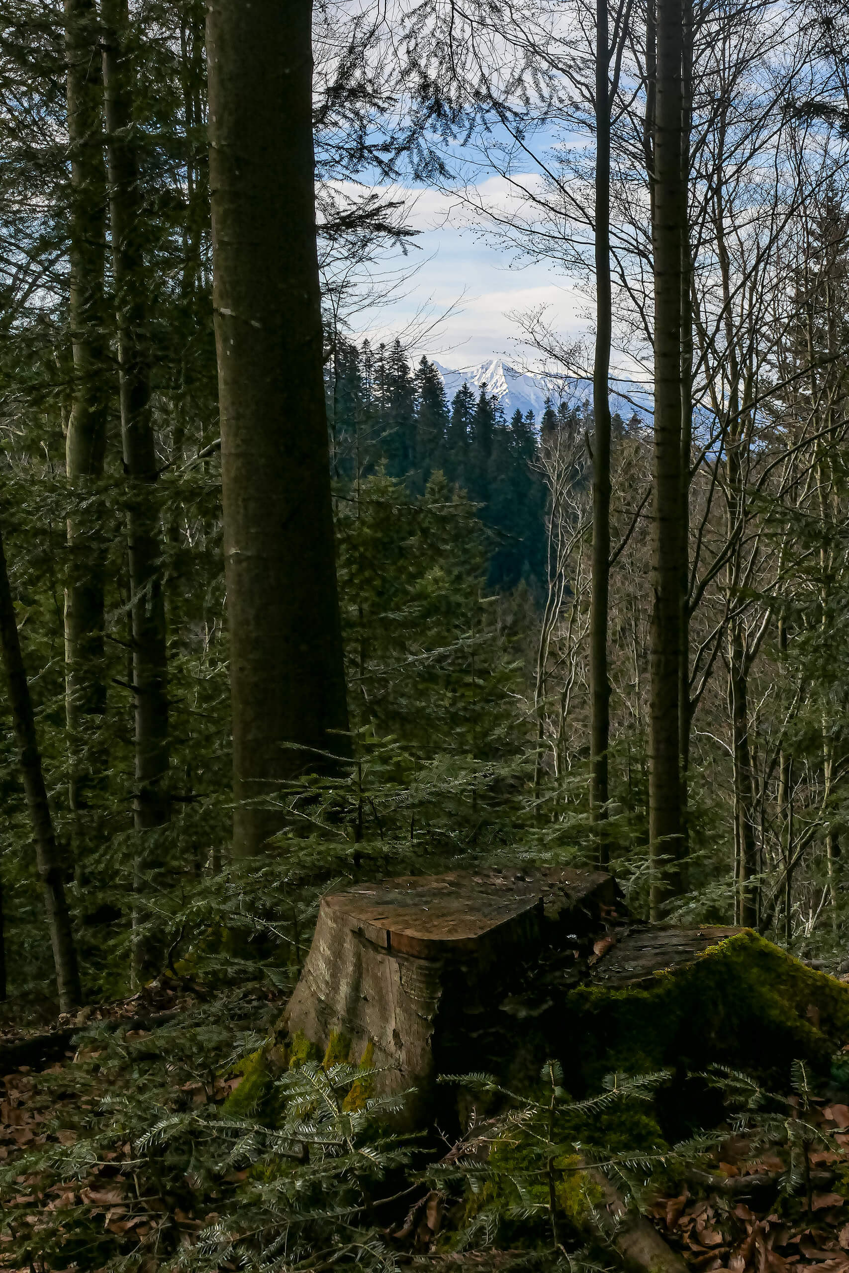 Przehyba szlakiem niebieskim
