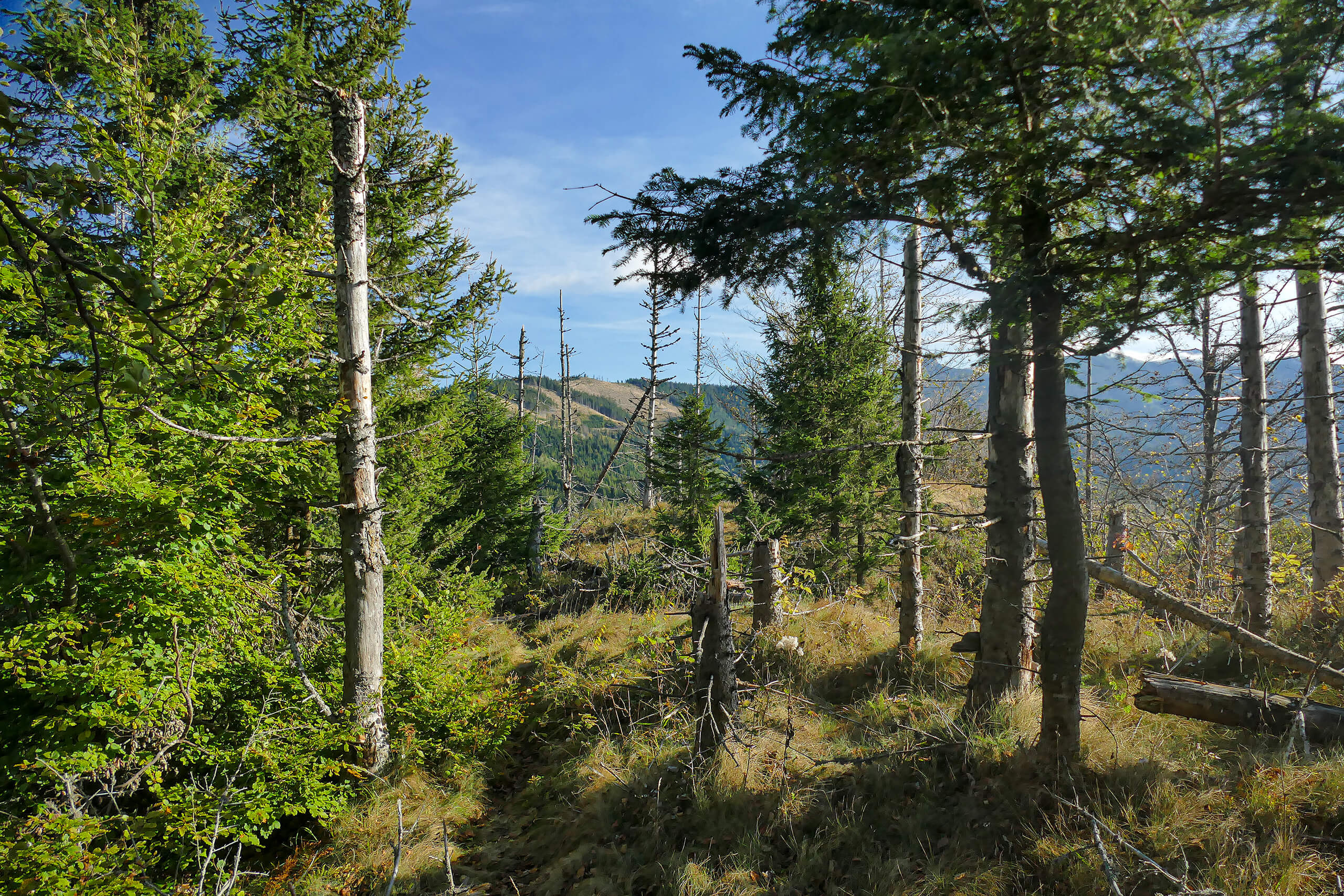 Ścieżka na Ostrym Wierchu