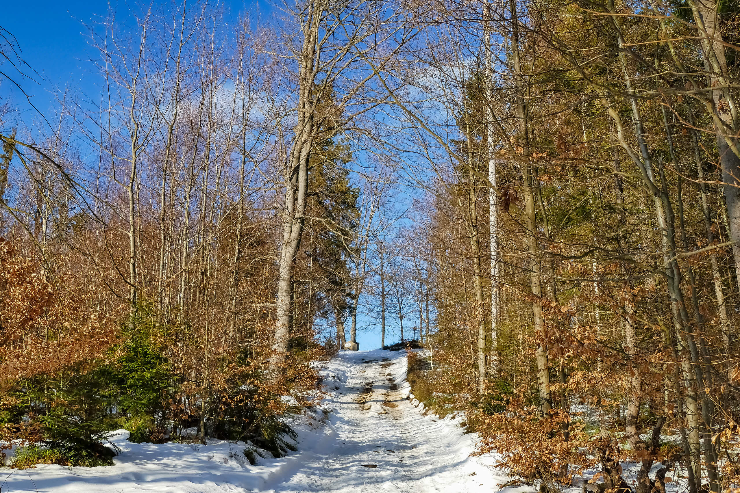 Piękny leśny spacerek na Szczebel