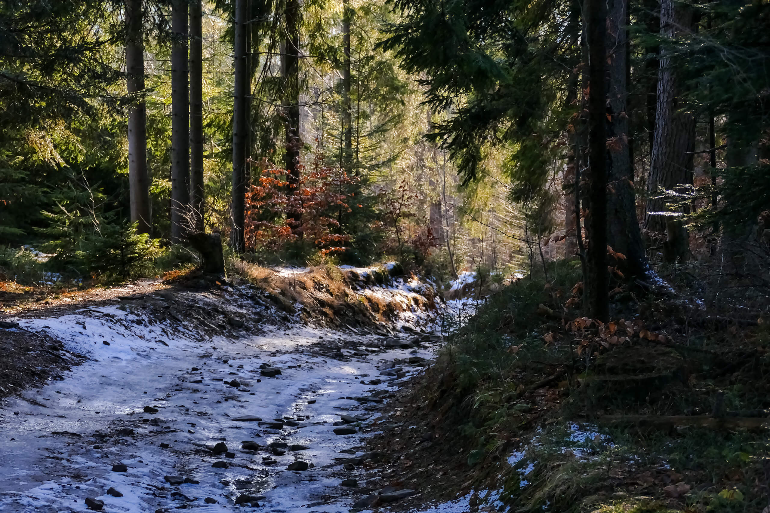 Piękny leśny spacerek na Szczebel