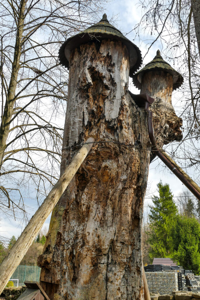 Wiąz Łokietka