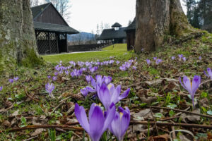 Park Wodzickich w Porębie Wielkiej