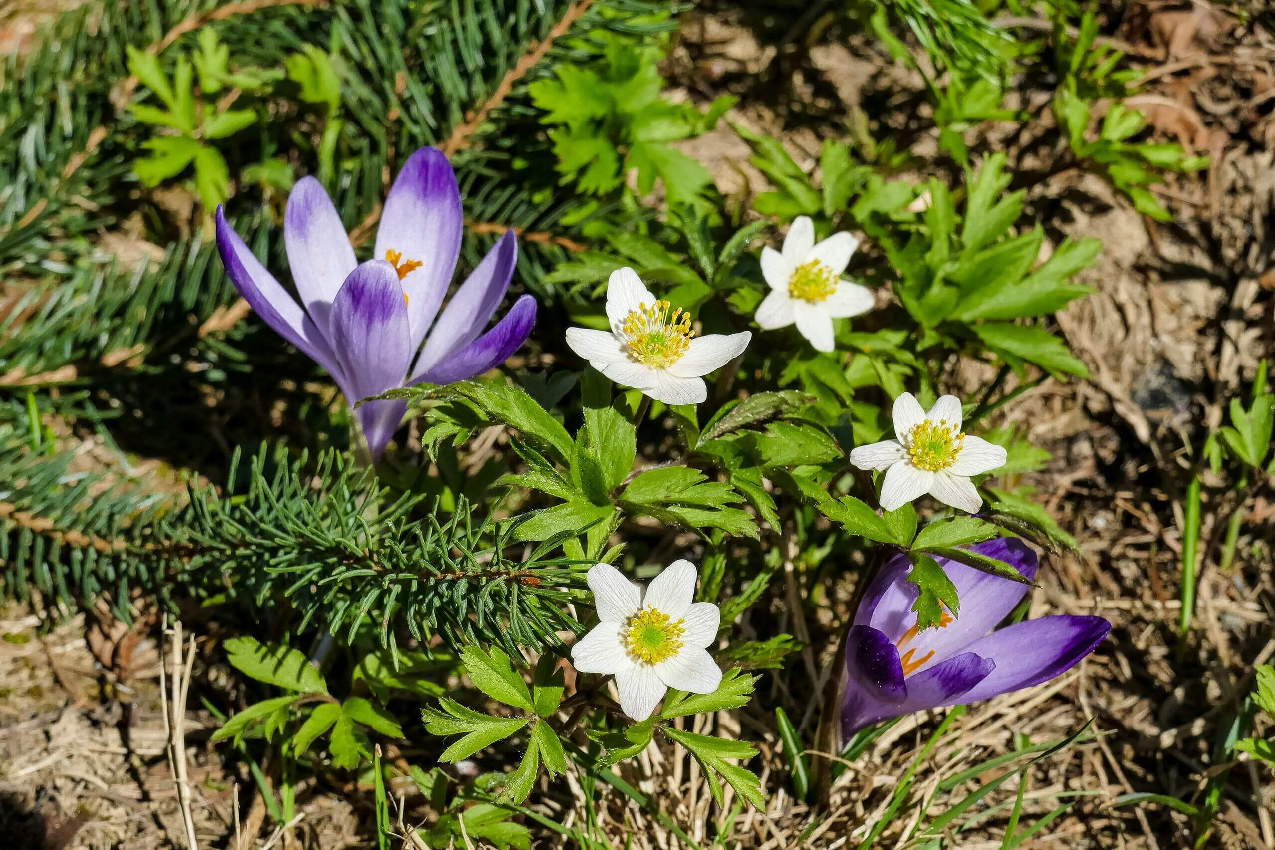 Ostatnie krokusy
