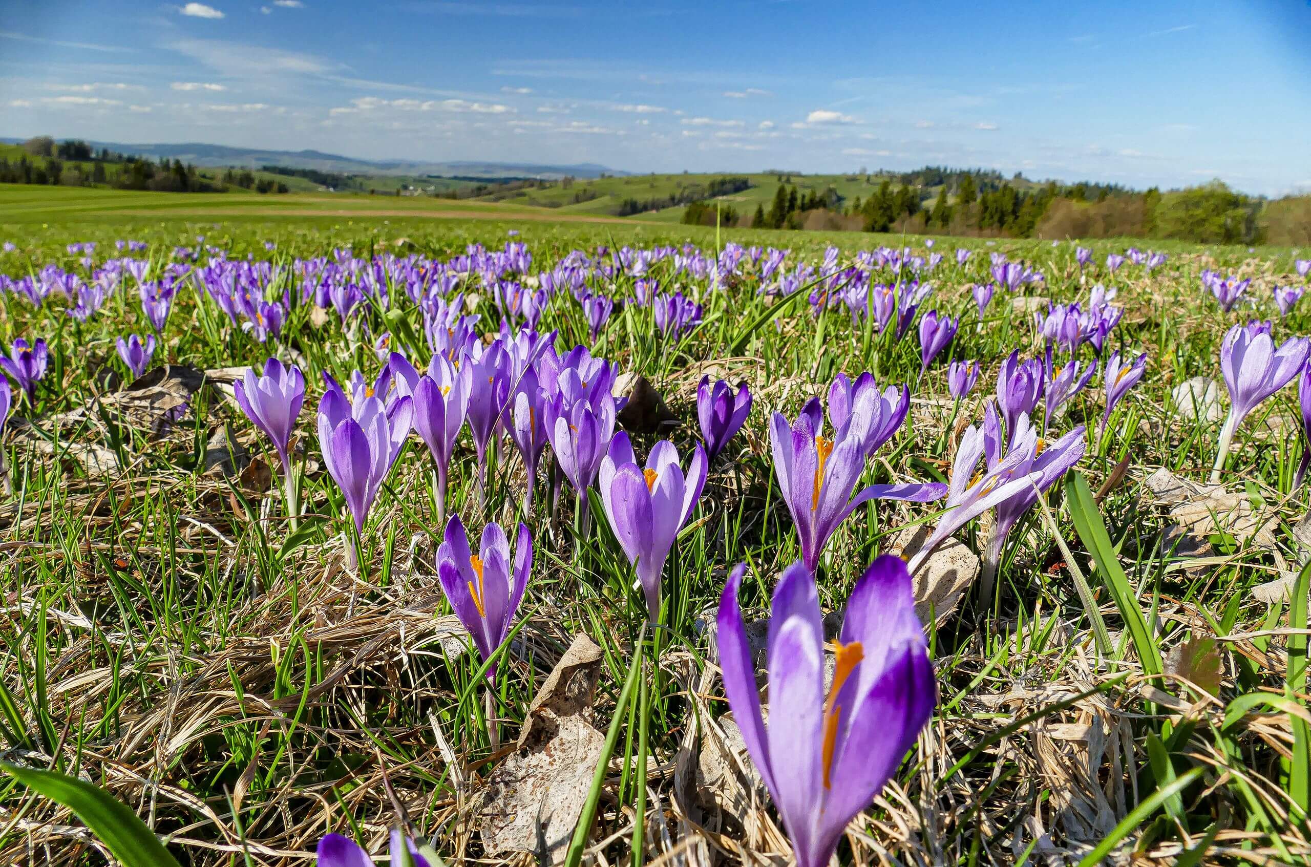 Krokusy na halach pod Ostryszem